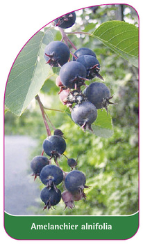 Amelanchier alnifolia