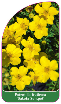 Potentilla fruticosa 'Dakota Sunspot'