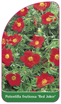 Potentilla fruticosa 'Red Joker'