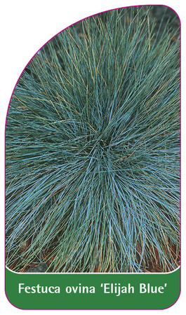 Festuca ovina 'Elijah Blue'