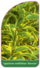Ligustrum ovalifolium 'Aureum'