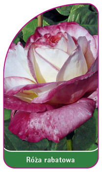Róza rabatowa Nr. 105 B
