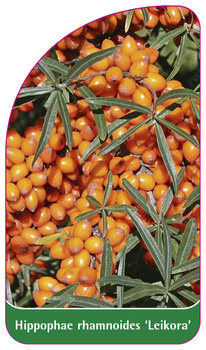 Hippophae rhamnoides 'Leikora'