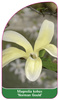 Magnolia kobus 'Norman Gould'