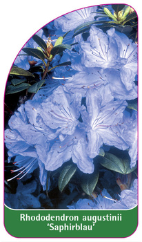 Rhododendron augustinii 'Saphirblau'