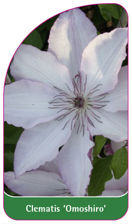 Clematis 'Omoshiro'