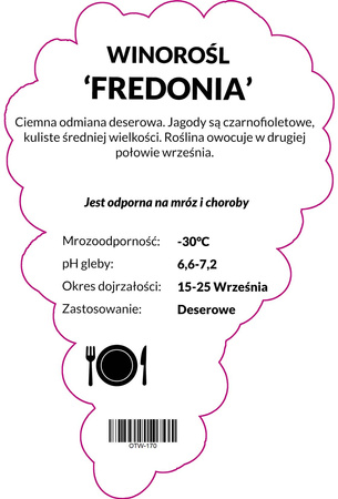 Winorośl Fredonia