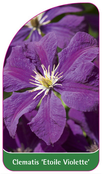 Clematis 'Etoile Violette'