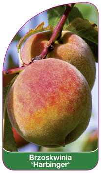 Brzoskwinia 'Harbinger'