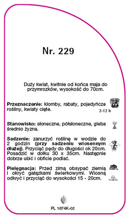Róza wielkokwiatowa Nr. 229
