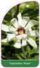 Calycanthus 'Venus'
