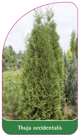 Thuja occidentalis