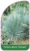 Festuca glauca 'Eisvogel'