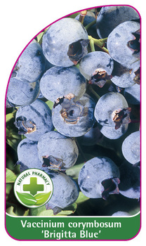 Vaccinium corymbosum 'Brigitta Blue'