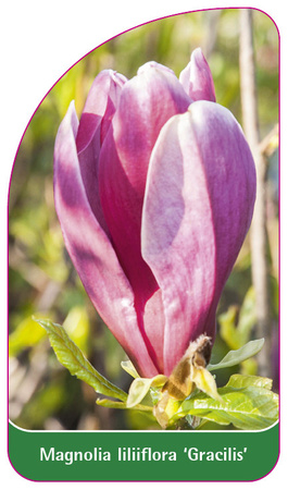 Magnolia liliiflora 'Gracilis'