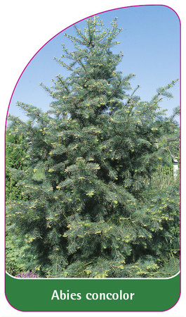 Abies concolor