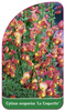 Cytisus scoparius 'La Coquette'