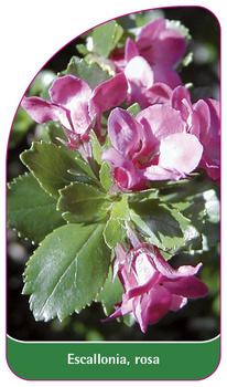 Escallonia, rosa