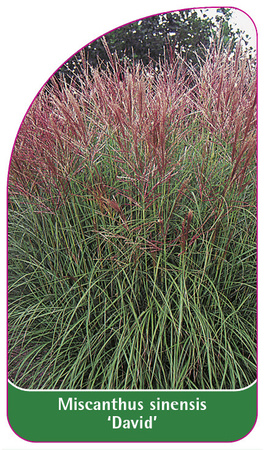 Miscanthus sinensis 'David'