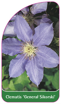 Clematis 'General Sikorski'