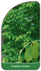 Carpinus betulus