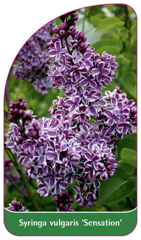 Syringa vulgaris 'Sensation'