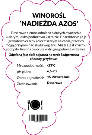 Winorośl Nadieżda Azos
