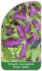 Clematis macropetala 'Purple Spider'