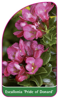 Escallonia 'Pride of Donard'