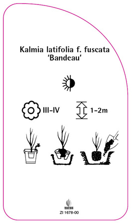 Kalmia latifolia f. fuscata 'Bandeau'