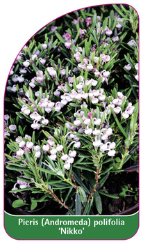 Pieris (Andromeda) polifolia 'Nikko'