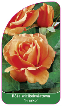 Róza wielkokwiatowa 'Fresko' Nr. 532