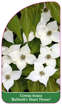 Cornus kousa 'Bultinck's Giant Flower'