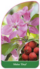 Malus 'Eleyi'