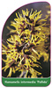 Hamamelis intermedia 'Pallida'