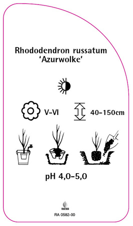 Rhododendron russatum 'Azurwolke'