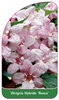 Weigela Hybride 'Rosea'