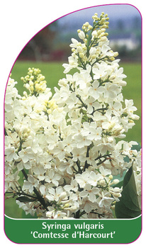Syringa vulgaris 'Comtesse d'Harcourt'