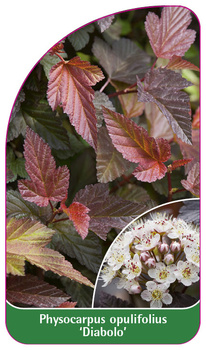Physocarpus opulifolius 'Diabolo'