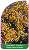 Pyracantha coccinea 'Saphyr Jaune Cadrou'