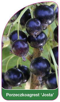 Currant-agrest 'Josta'