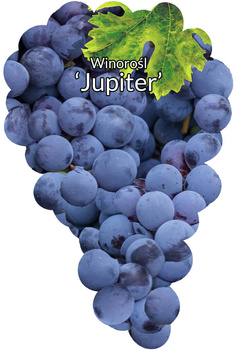 Jupiter vine (SUA)