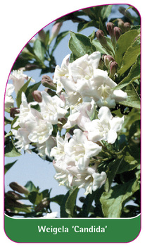 Weigela 'Candida'