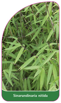 Sinarundinaria nitida