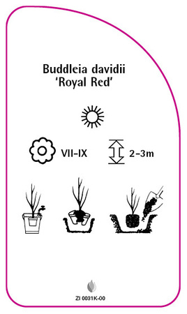 Buddleia davidii 'Royal Red'