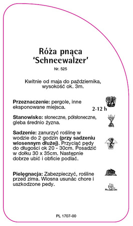 Róza pnąca 'Schneewalzer'