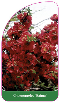 Chaenomeles 'Exima'