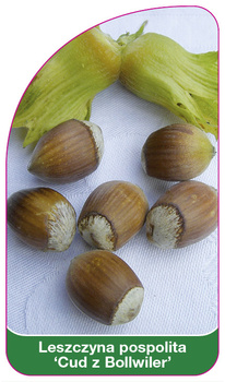 Aluniș comun "Miracle of Bollwiler