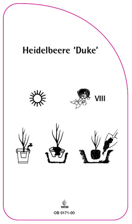 Heidelbeere 'Duke', 68 x 120 mm
