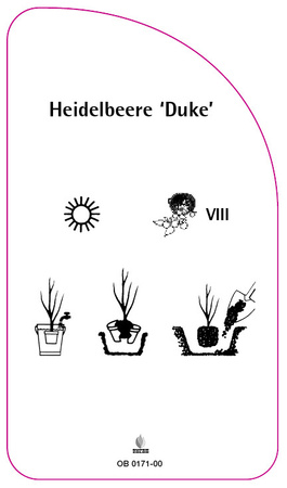 Heidelbeere 'Duke', 68 x 120 mm
